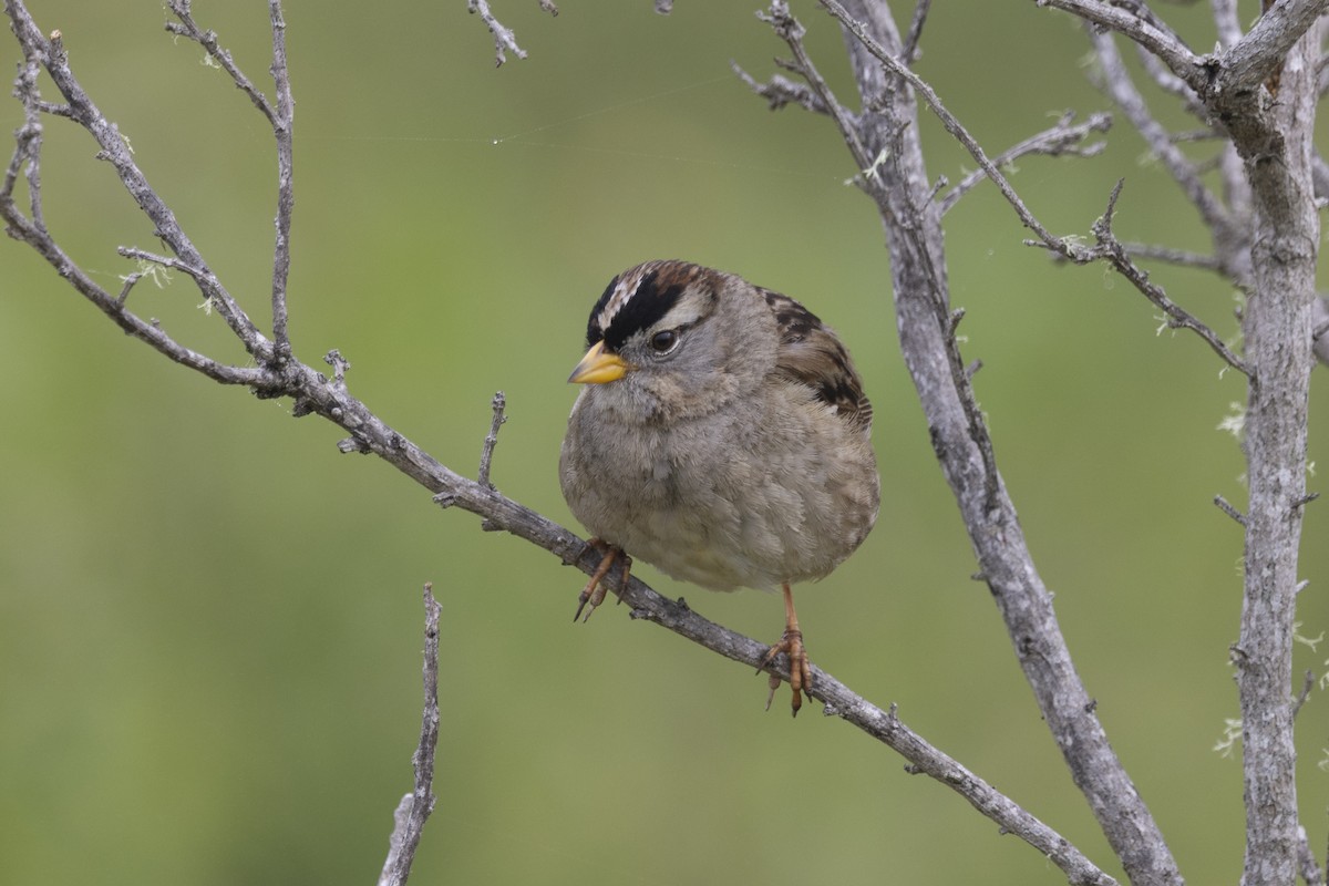White-crowned Sparrow - ML618838341