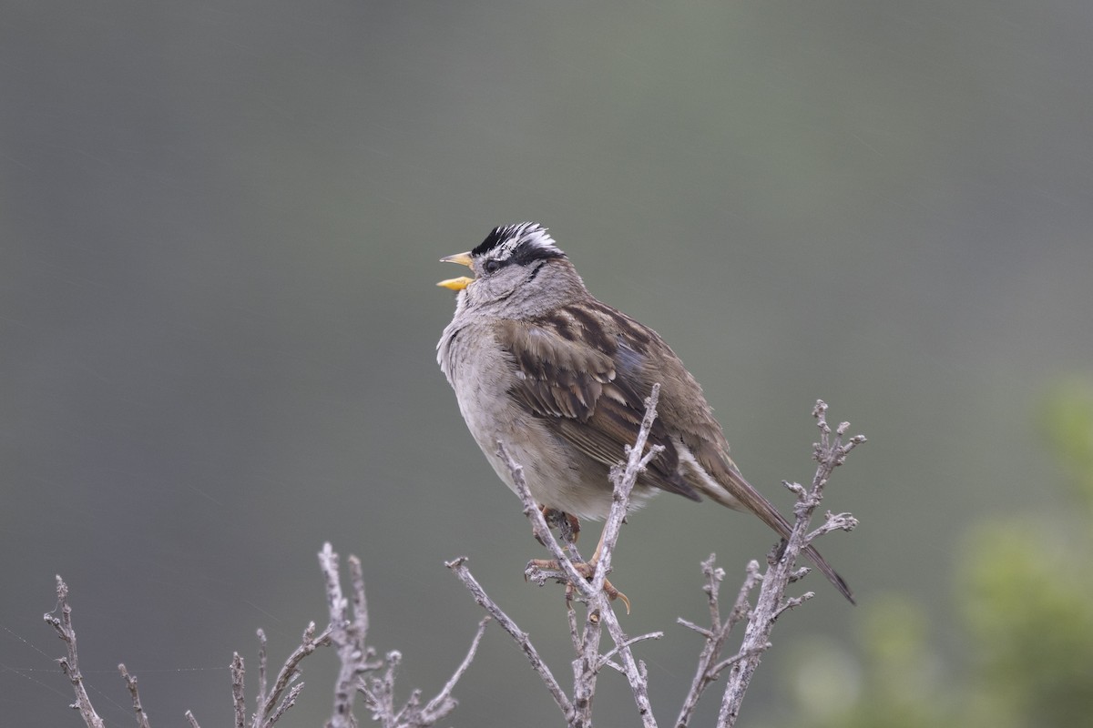 White-crowned Sparrow - ML618838343