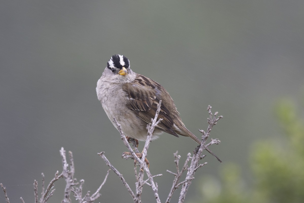 White-crowned Sparrow - ML618838344