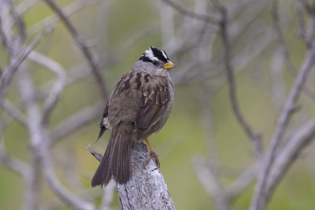 White-crowned Sparrow - ML618838345