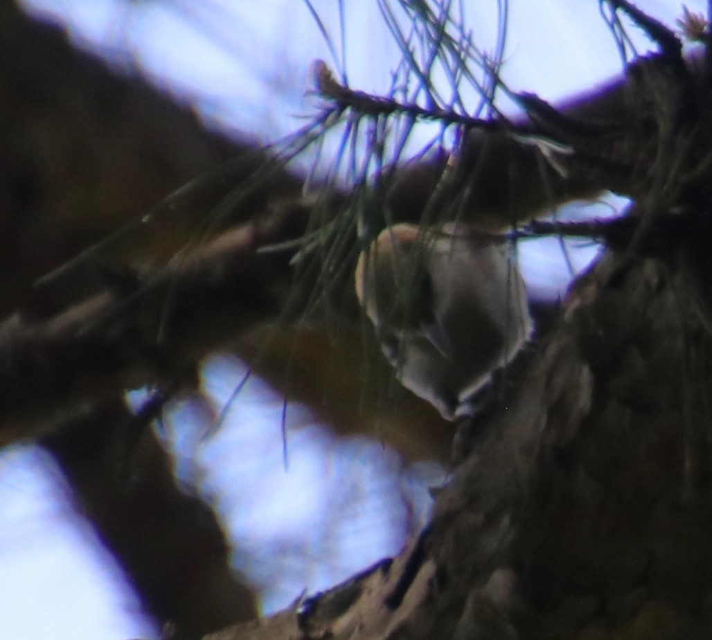 Brown-headed Nuthatch - ML618838474