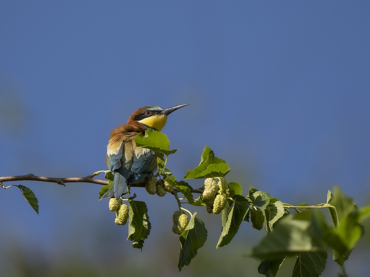 European Bee-eater - ML618838528