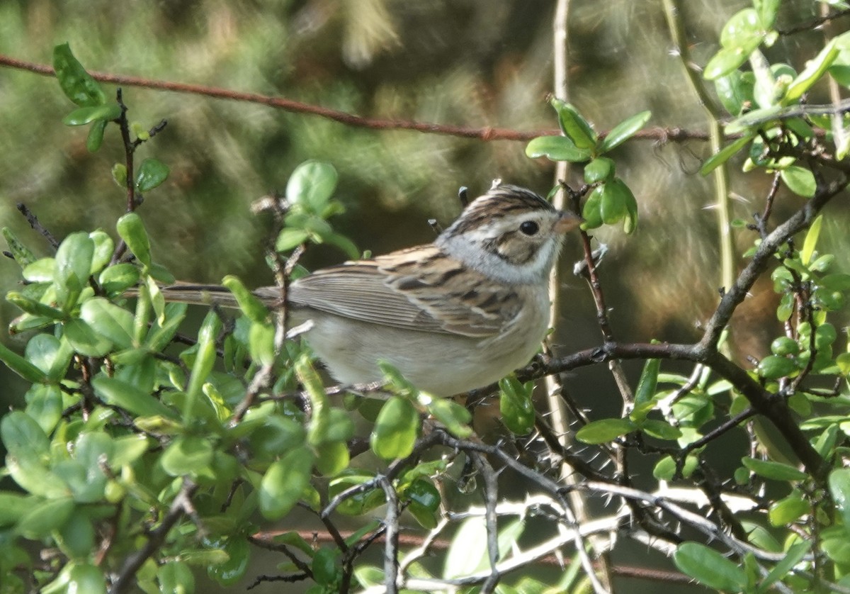 Clay-colored Sparrow - Mary Kimberly