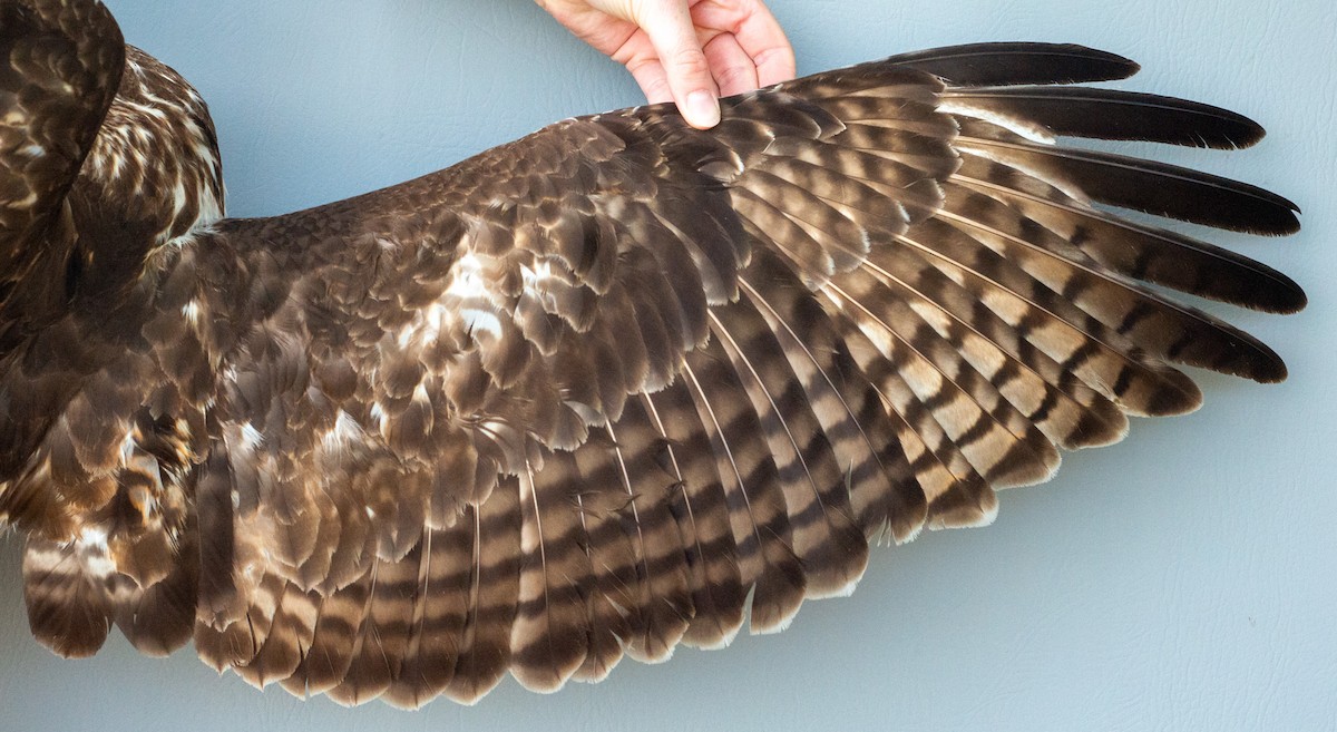 Red-tailed Hawk (abieticola) - ML618838543