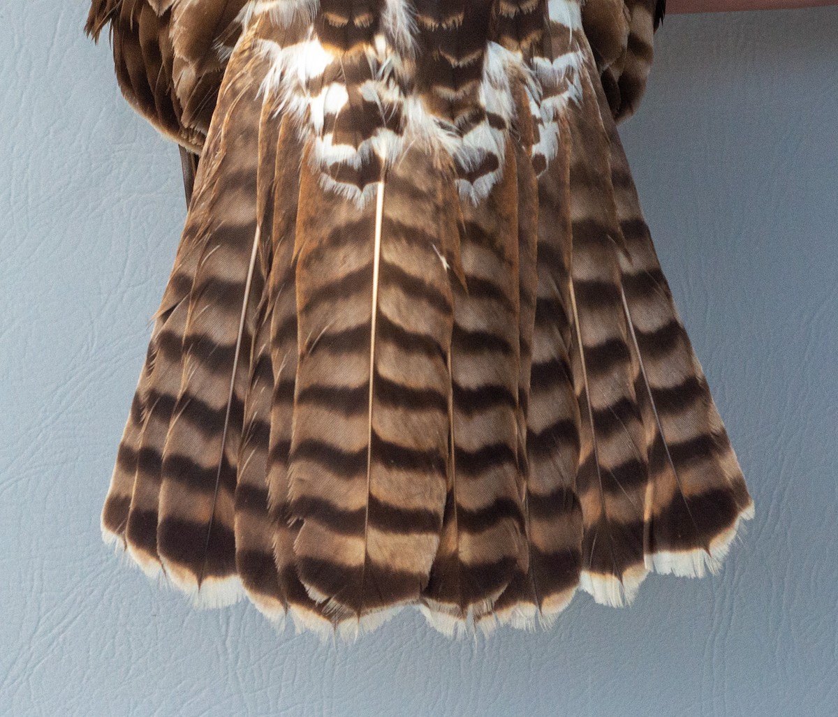 Red-tailed Hawk (abieticola) - ML618838544