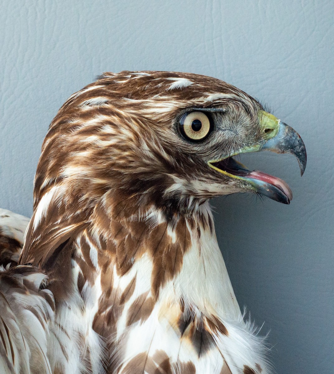 Red-tailed Hawk (abieticola) - ML618838545