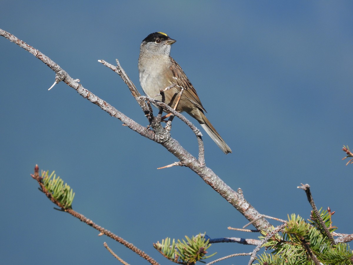 Golden-crowned Sparrow - ML618838600