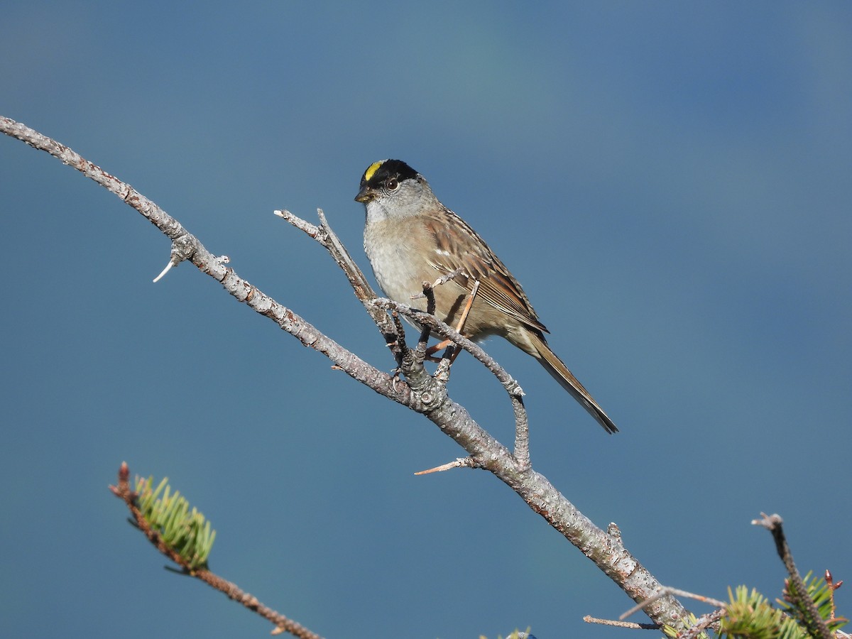 Golden-crowned Sparrow - ML618838601