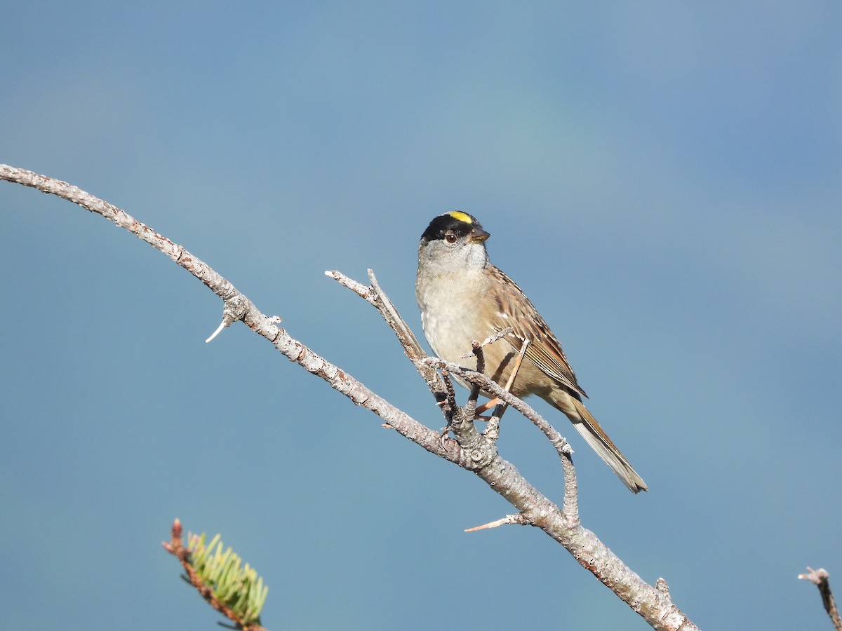 Golden-crowned Sparrow - ML618838602