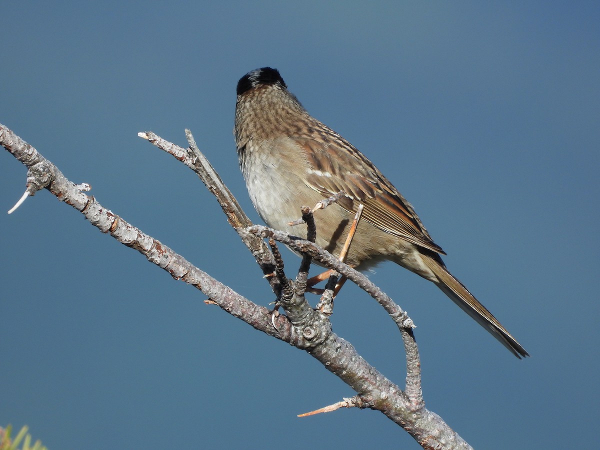 Golden-crowned Sparrow - ML618838603
