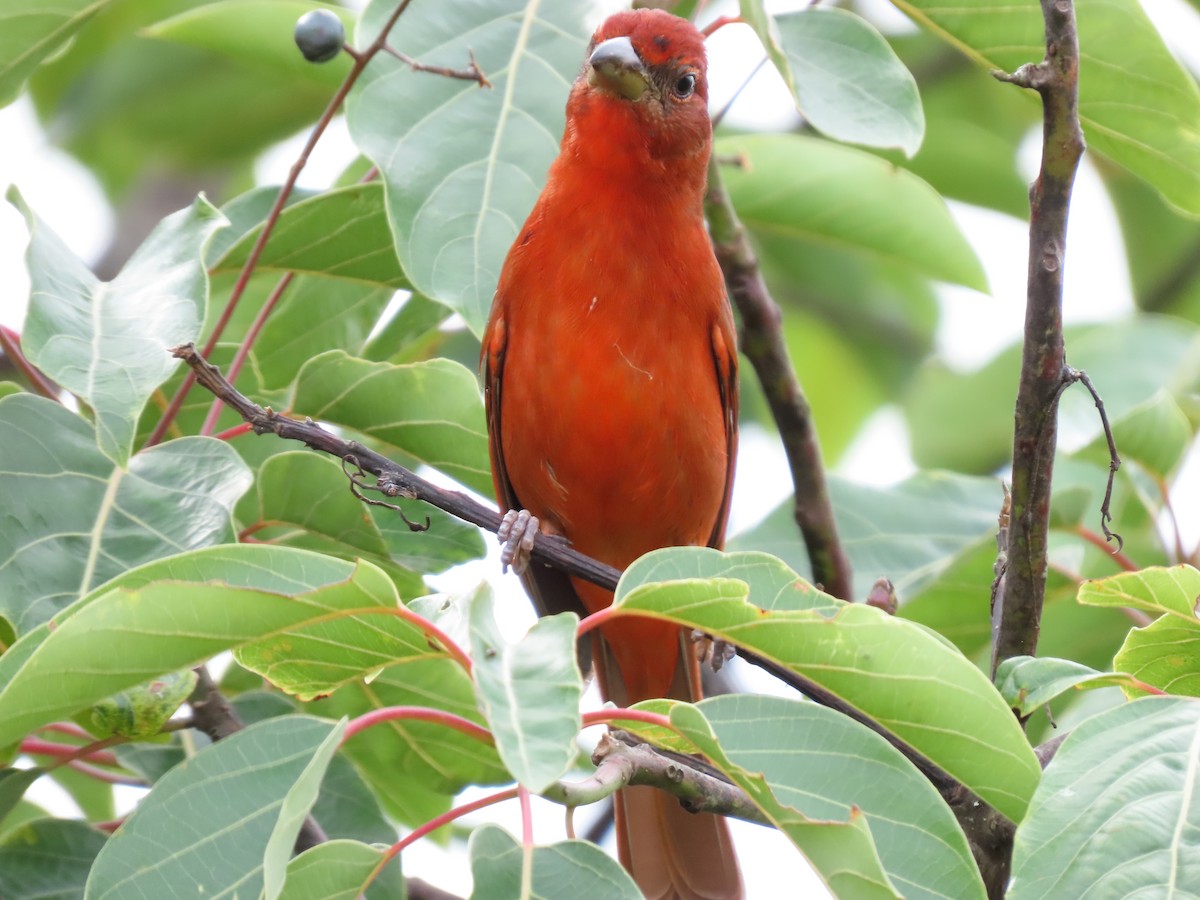 Hepatic Tanager - Cristian Cufiño