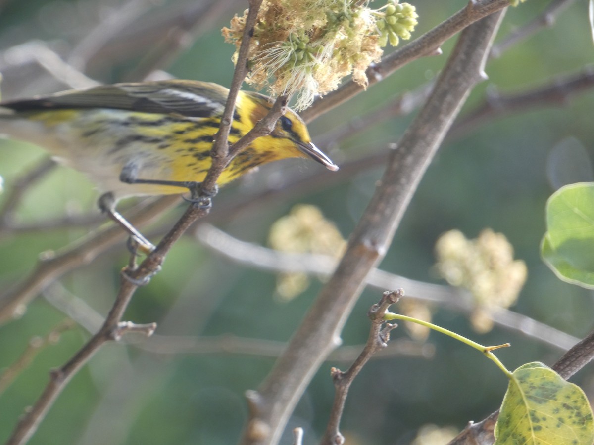 Cape May Warbler - ML618838656