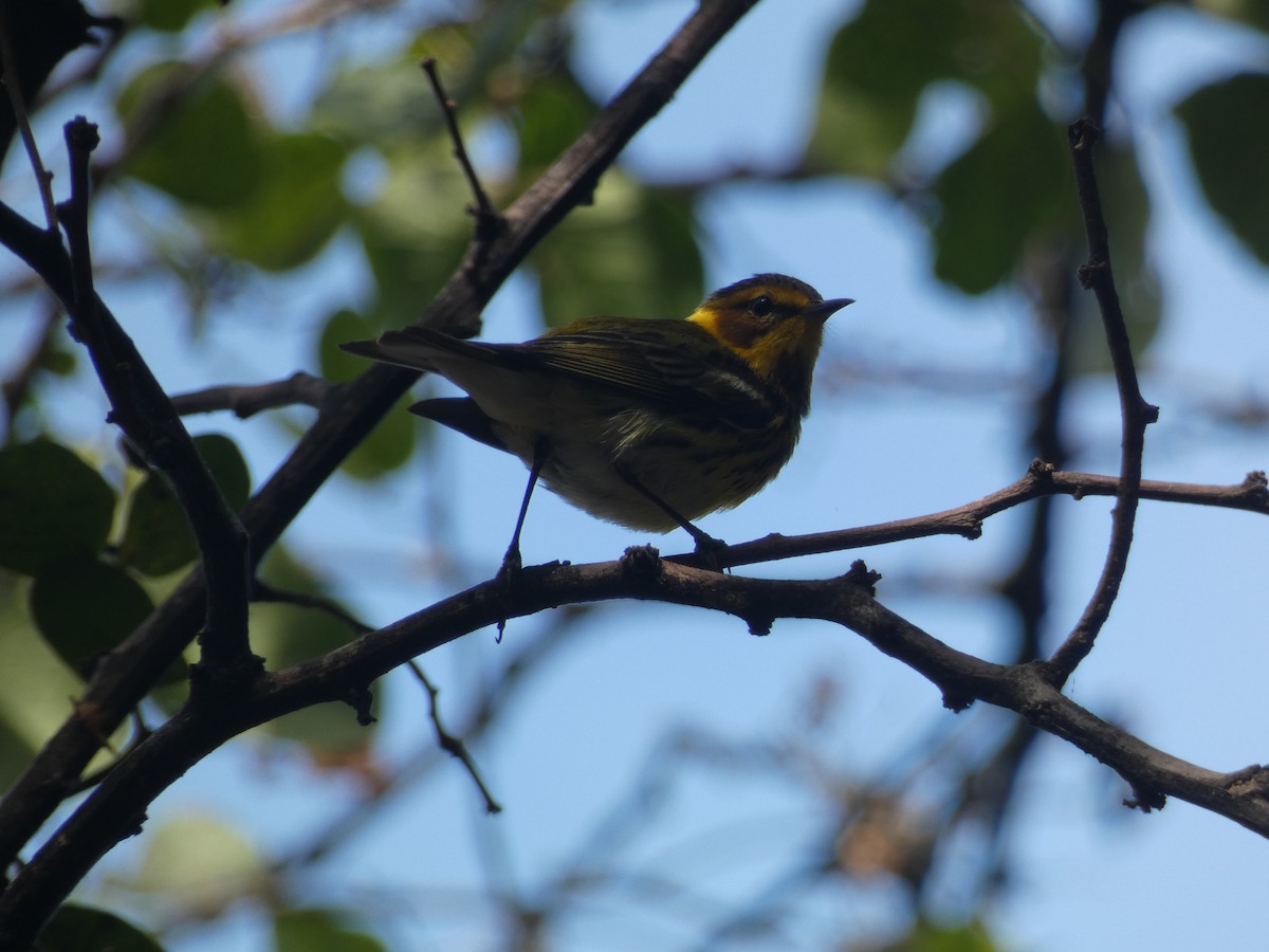 Cape May Warbler - ML618838657