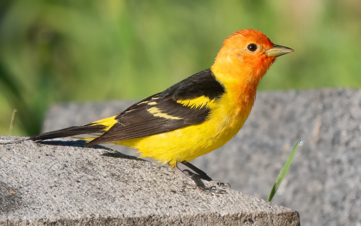 Western Tanager - ML618838665
