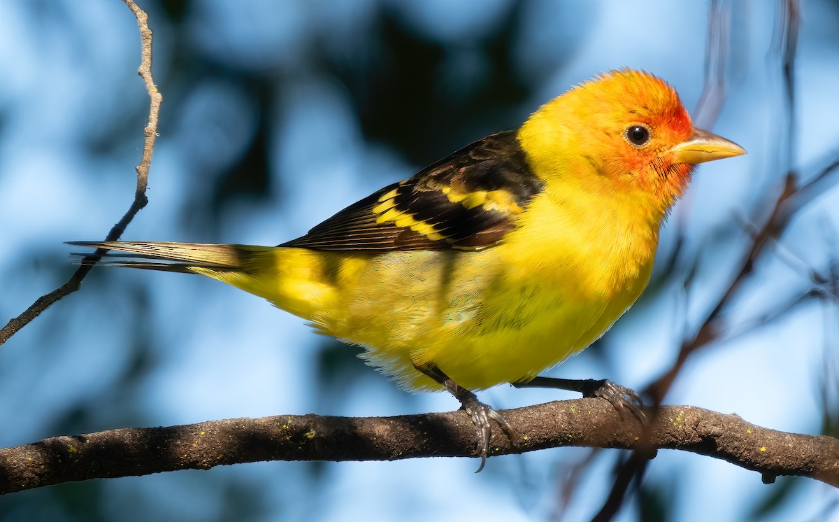 Western Tanager - Mark Chappell