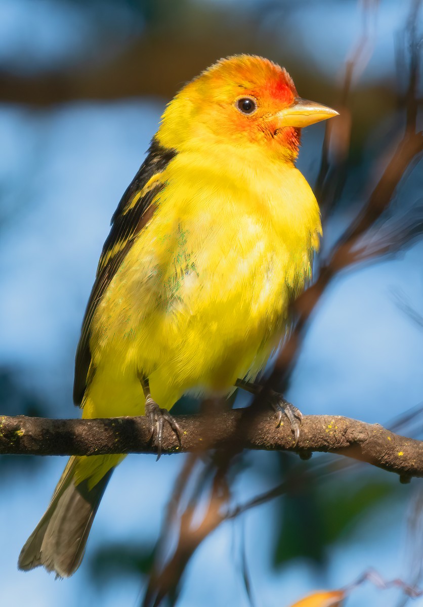 Western Tanager - ML618838667