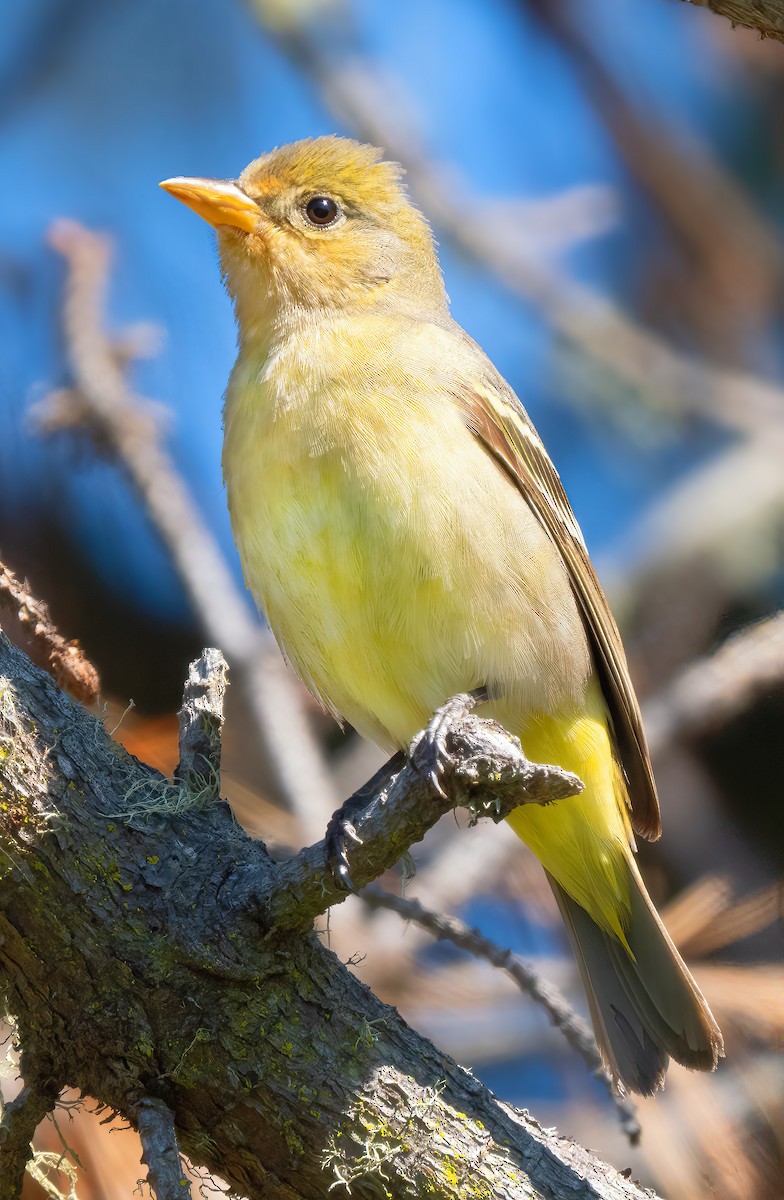Western Tanager - ML618838672