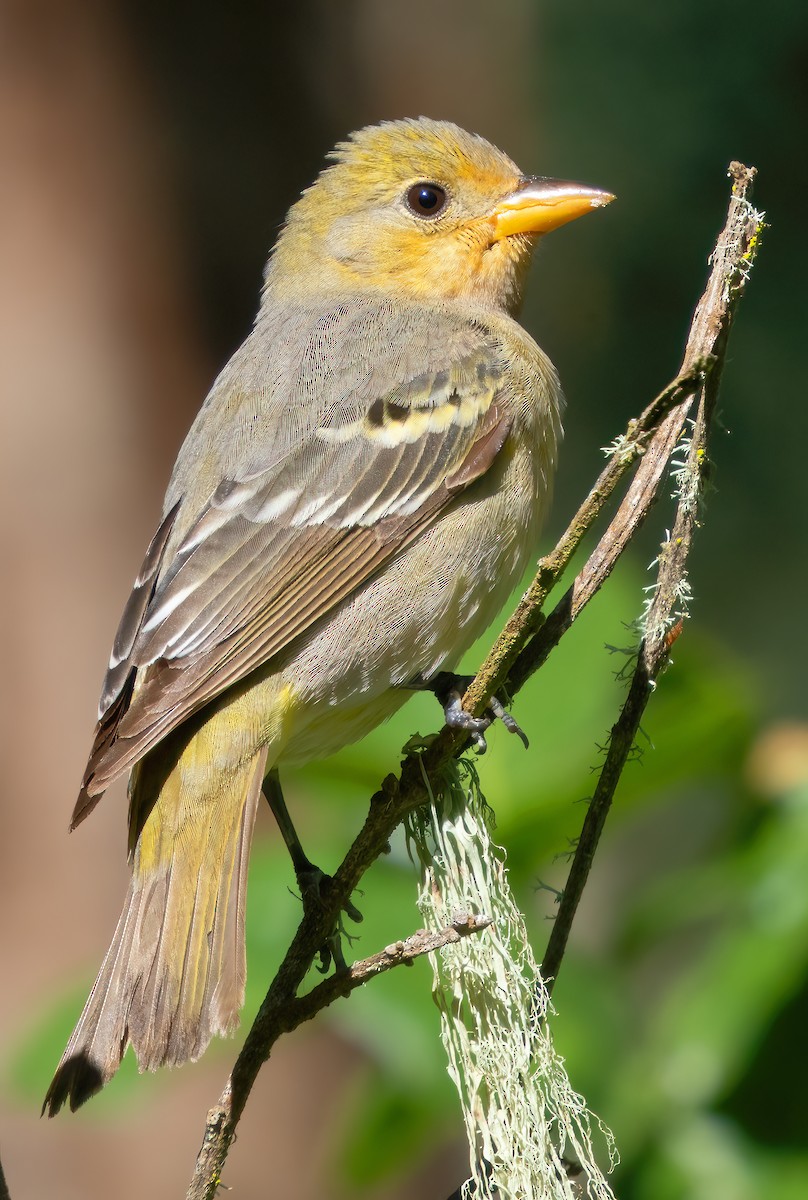 Western Tanager - ML618838673