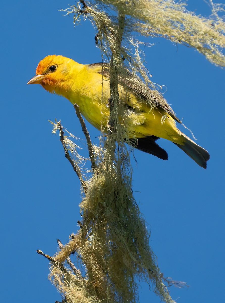 Western Tanager - Mark Chappell