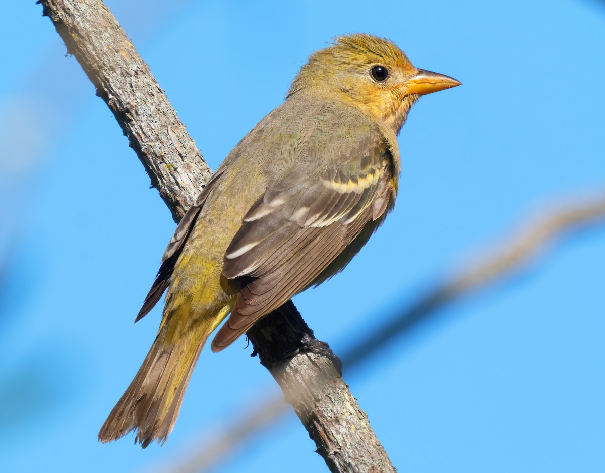 Western Tanager - ML618838675