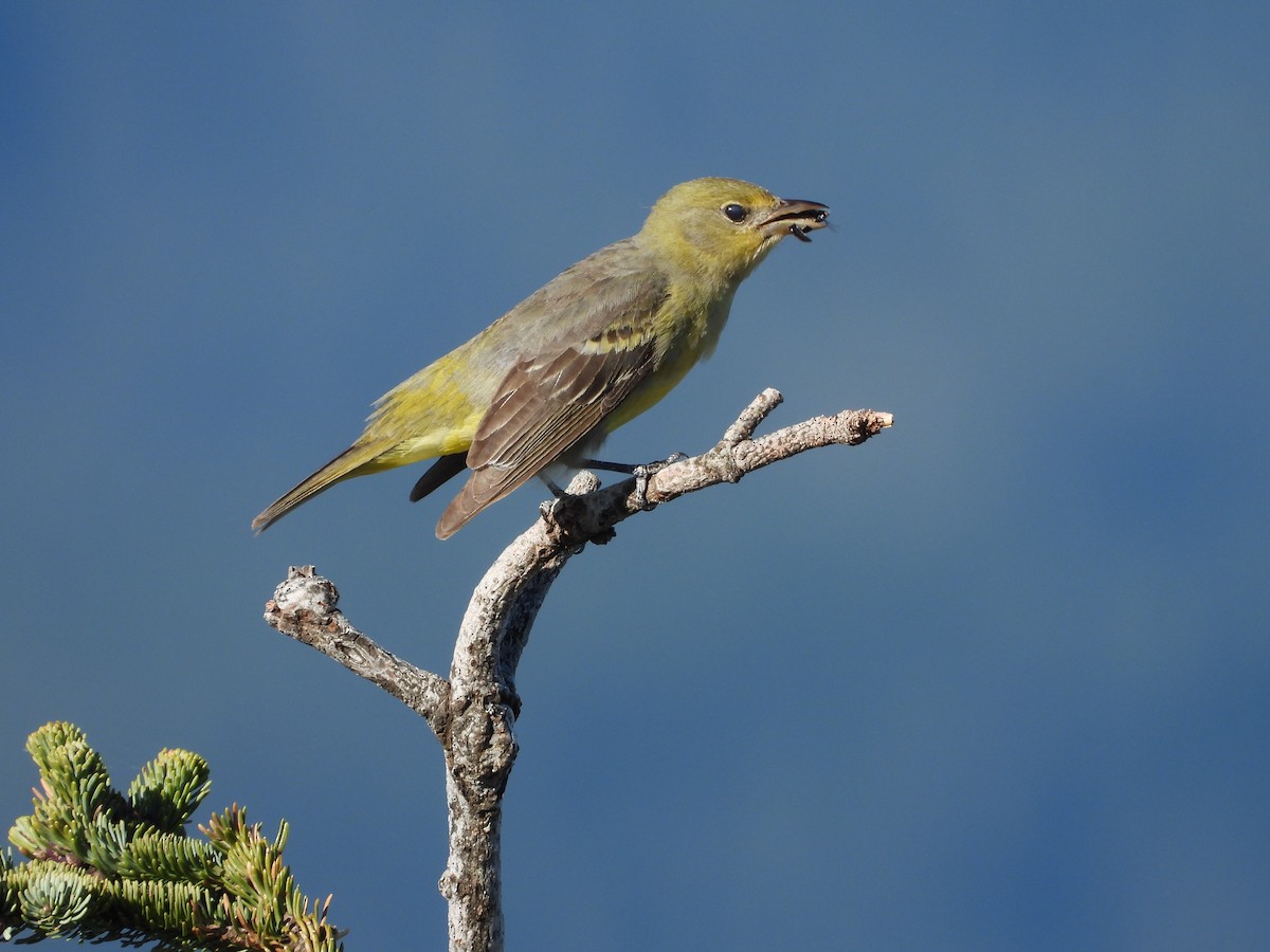 Western Tanager - ML618838695