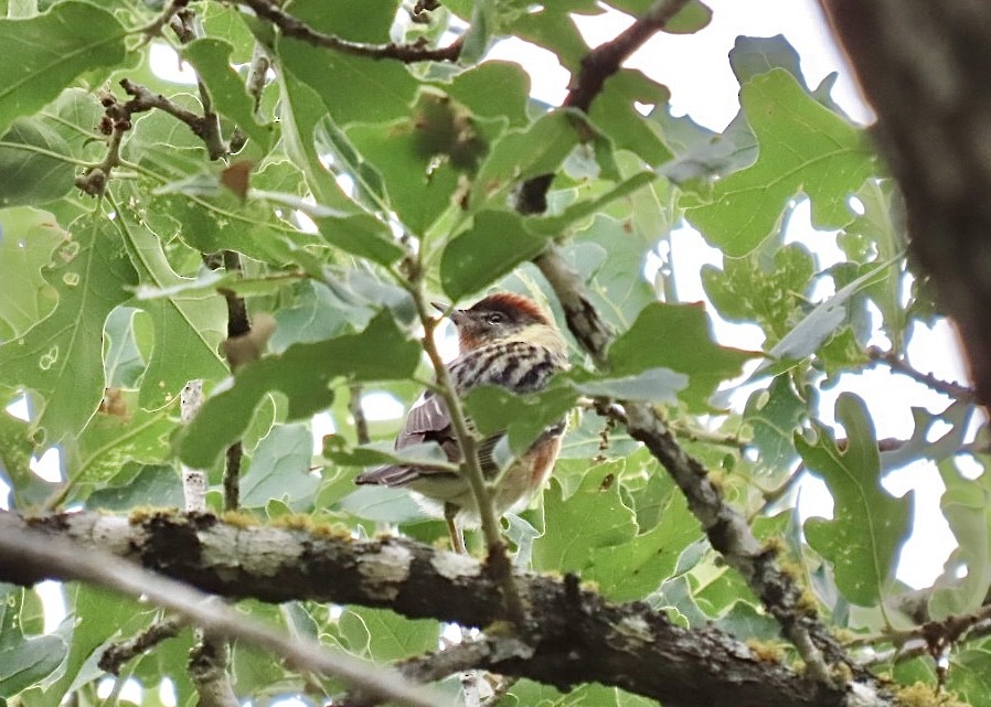 Bay-breasted Warbler - Nick A. Komar Jr.