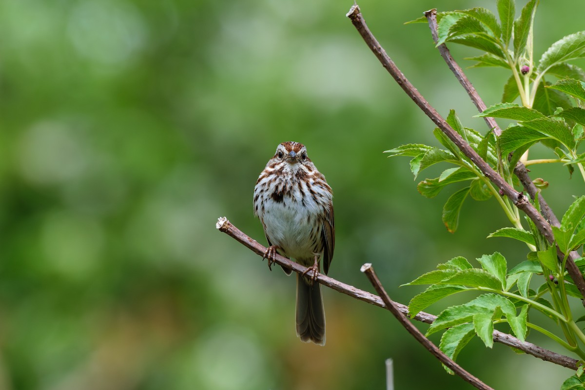 Song Sparrow - Andrew W.
