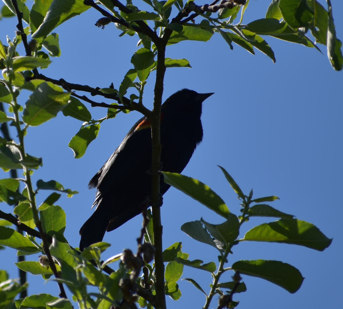 Red-winged Blackbird - Tser Supalla