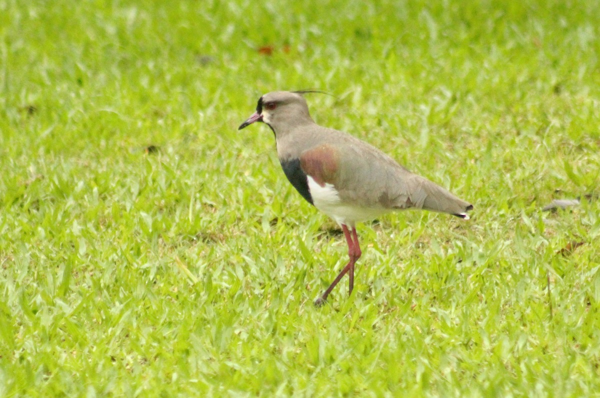 Southern Lapwing (lampronotus) - Guillermo Andreo