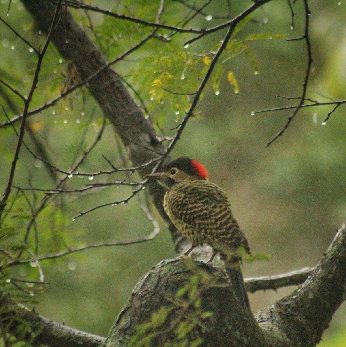 Green-barred Woodpecker (Green-barred) - ML618838762