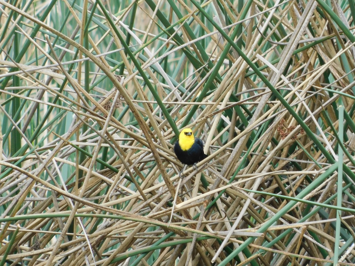 Yellow-hooded Blackbird - ML618838790