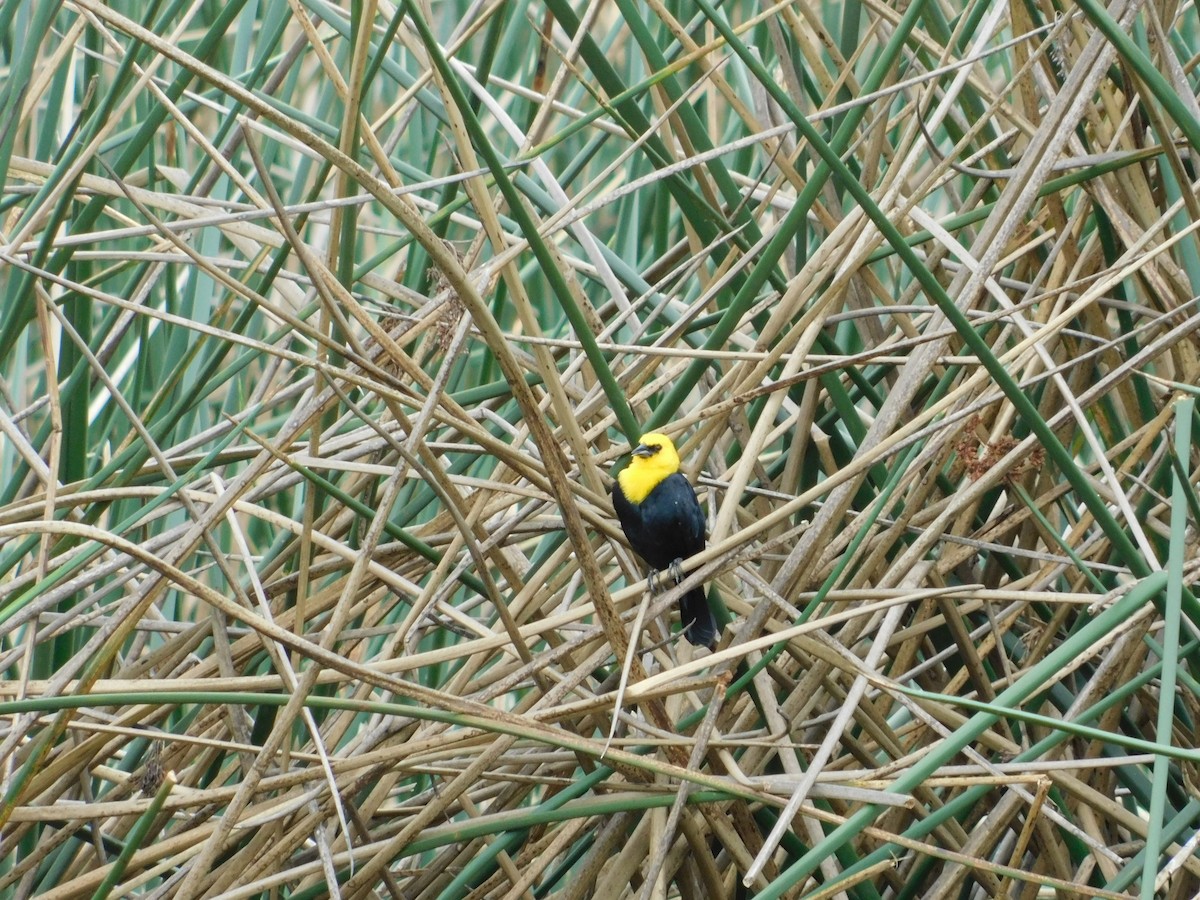 Yellow-hooded Blackbird - ML618838792