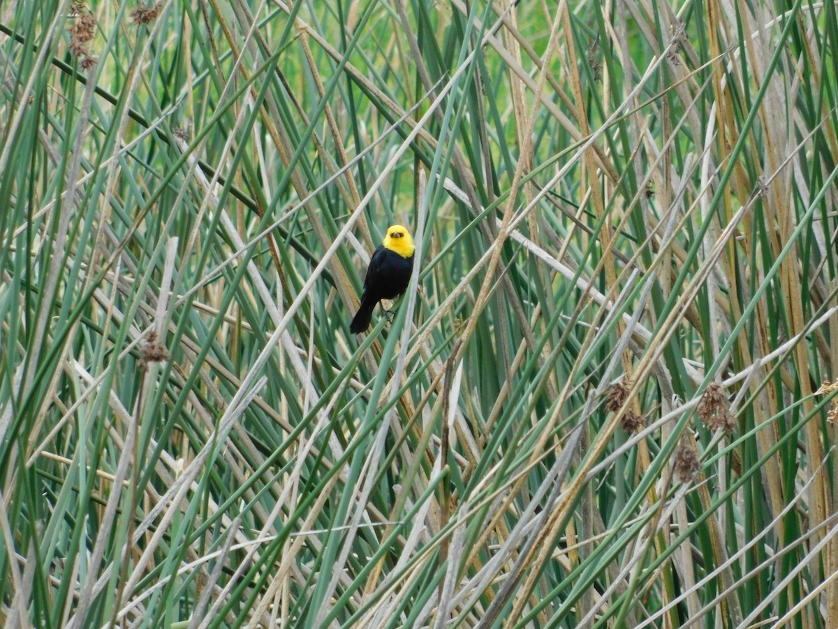 Yellow-hooded Blackbird - ML618838811