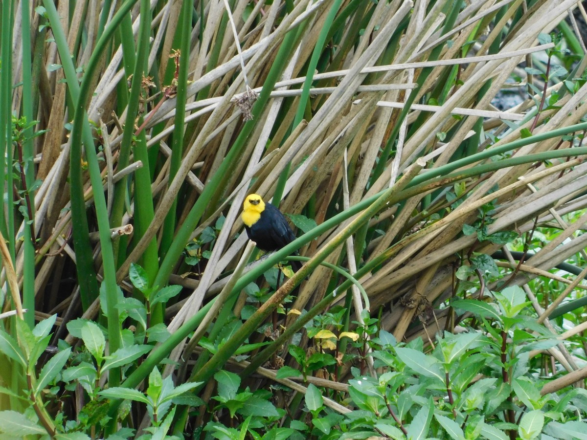 Yellow-hooded Blackbird - ML618838813