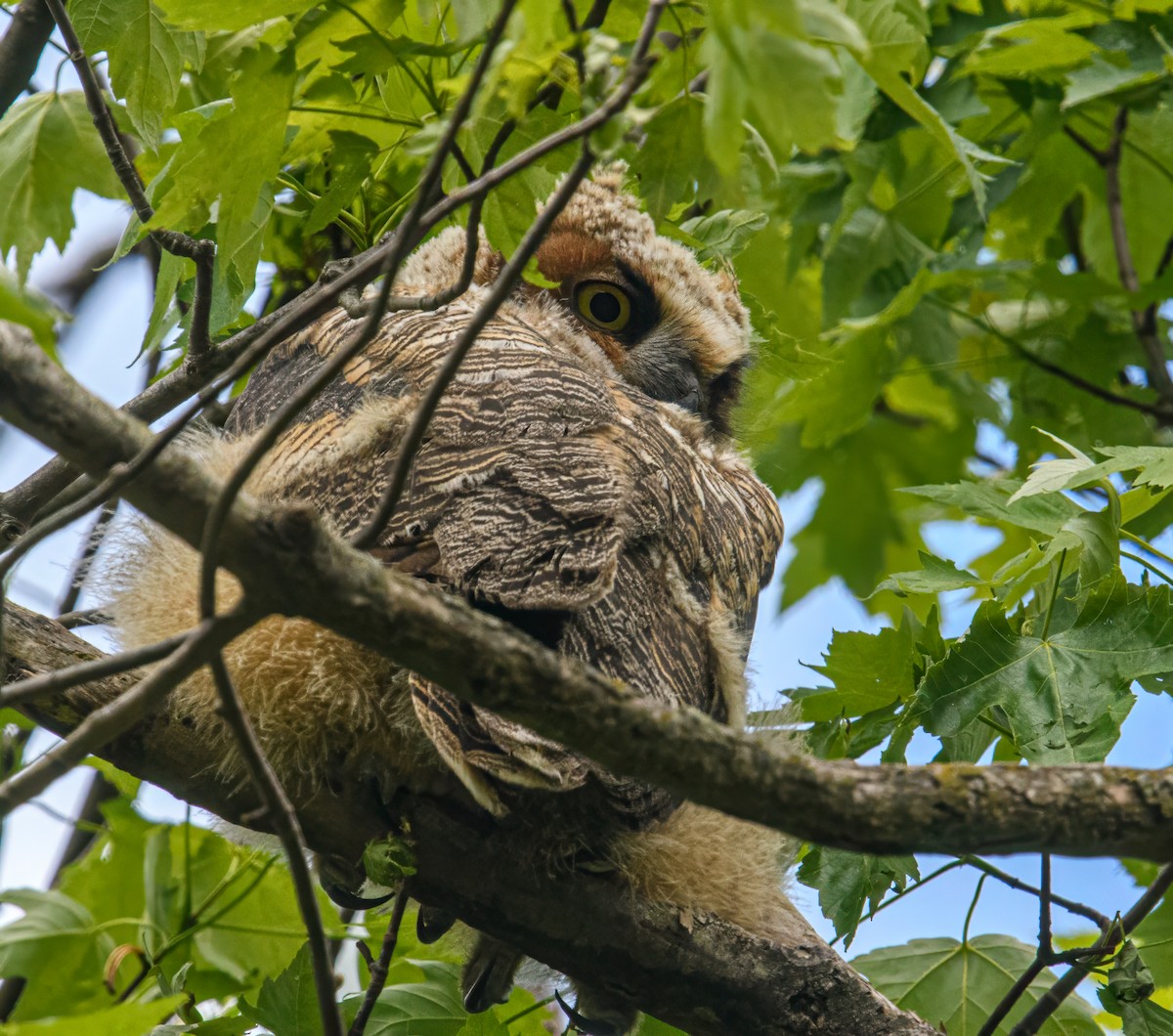 Great Horned Owl - Bert Filemyr