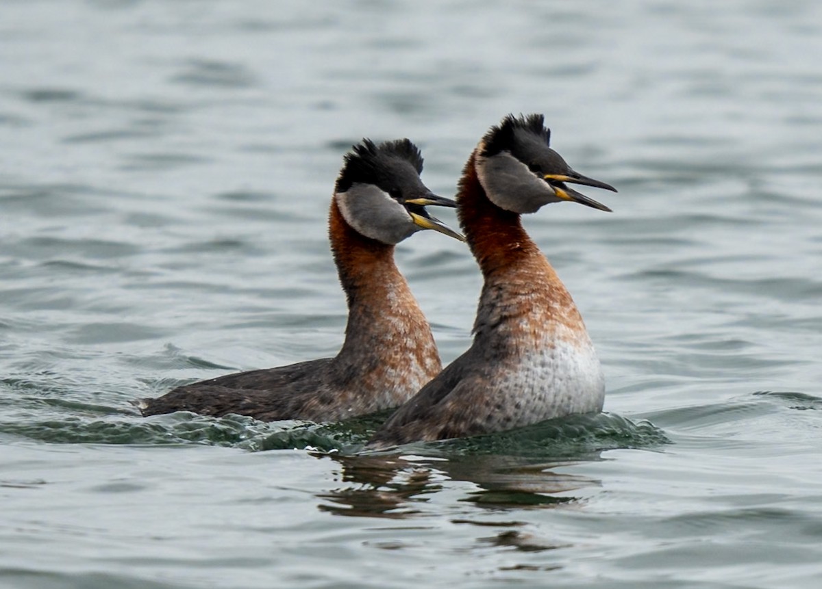 Red-necked Grebe - Marcus Müller