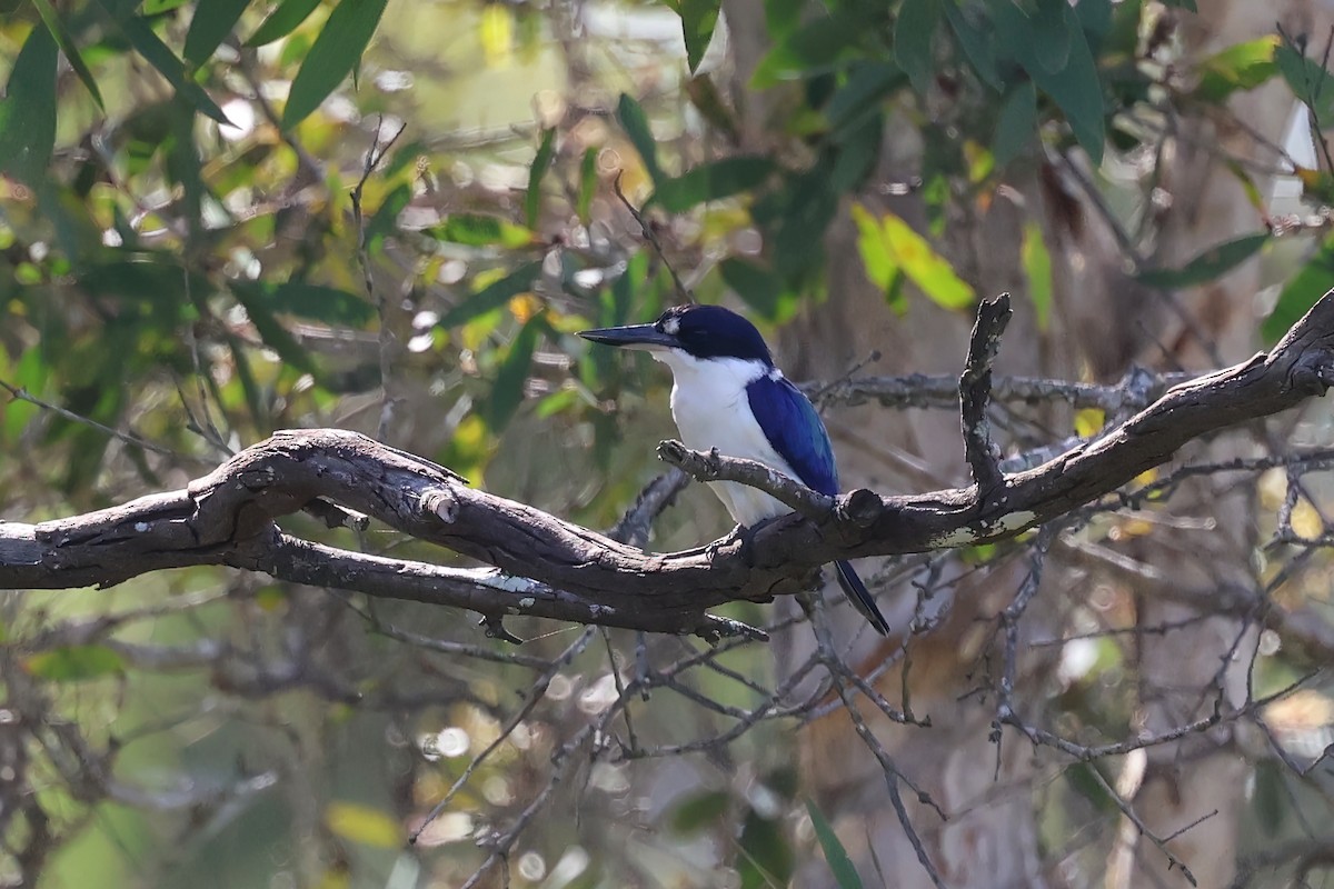 Forest Kingfisher - ML618838878