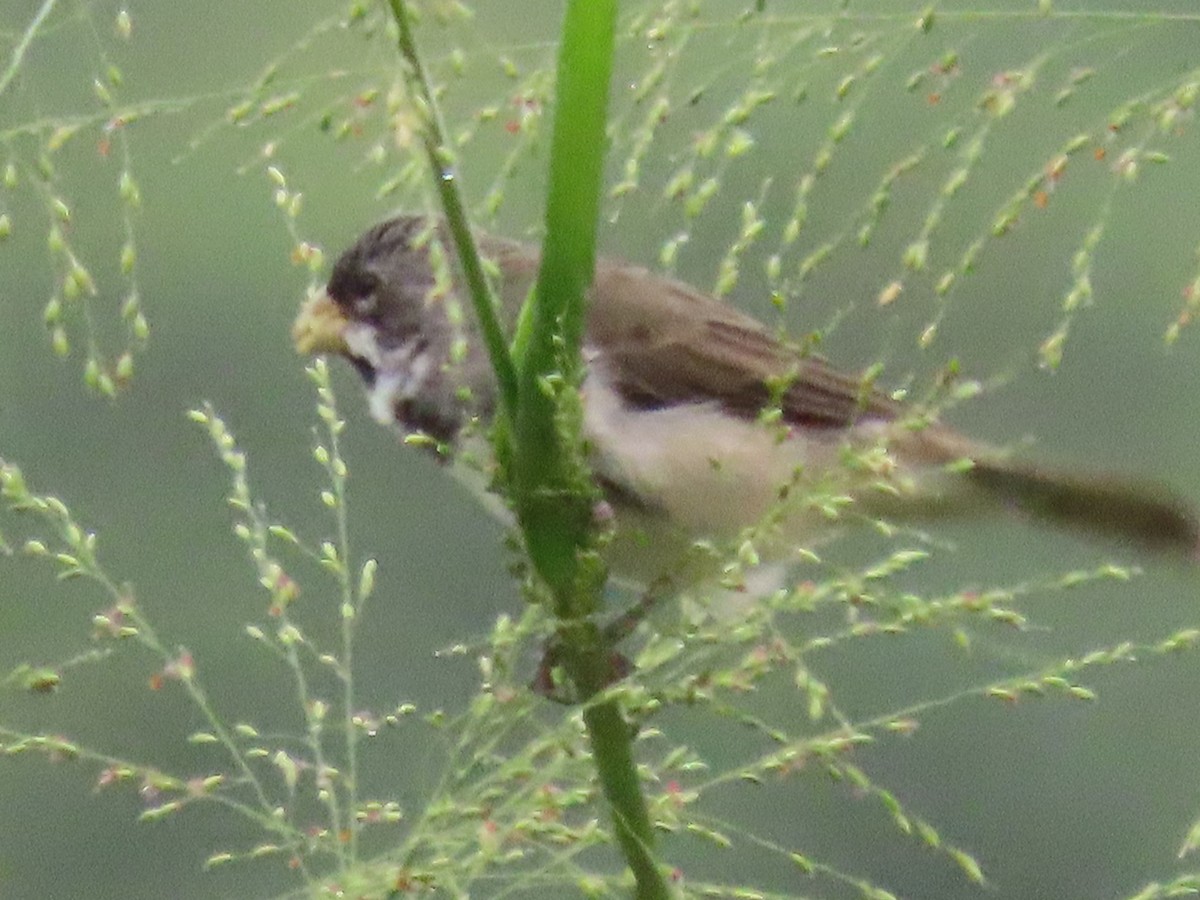 Double-collared Seedeater - ML618838898