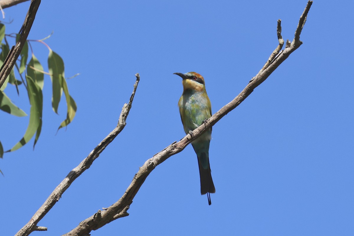 Rainbow Bee-eater - ML618838920