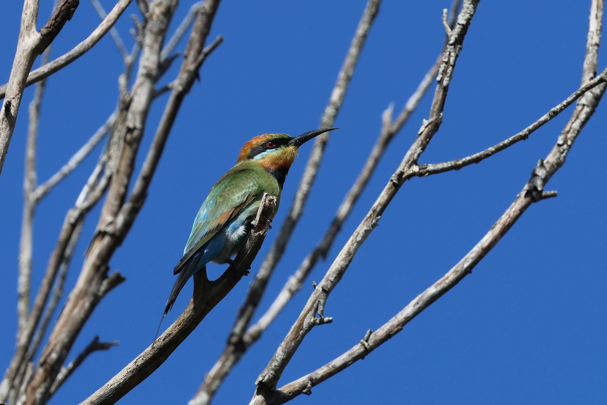 Rainbow Bee-eater - ML618838921