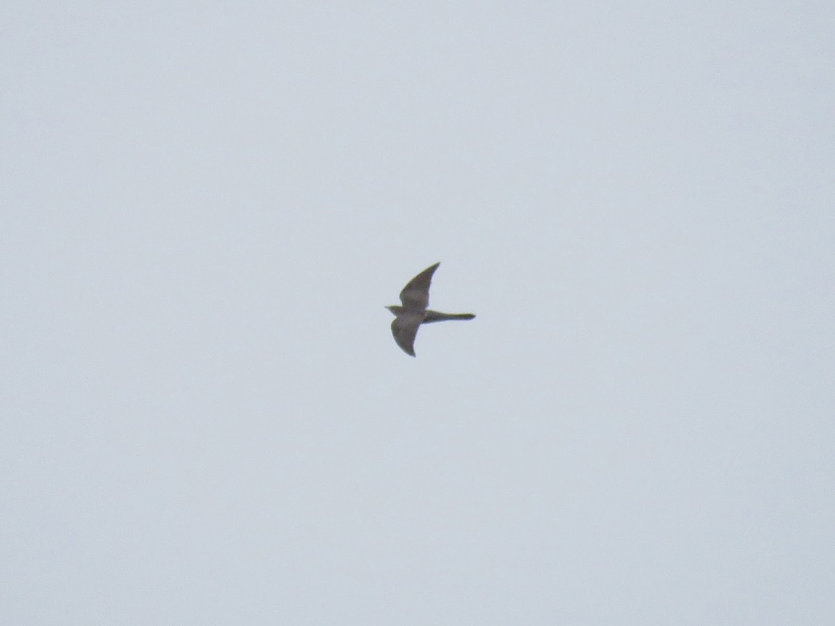 Common Cuckoo - ML618838977