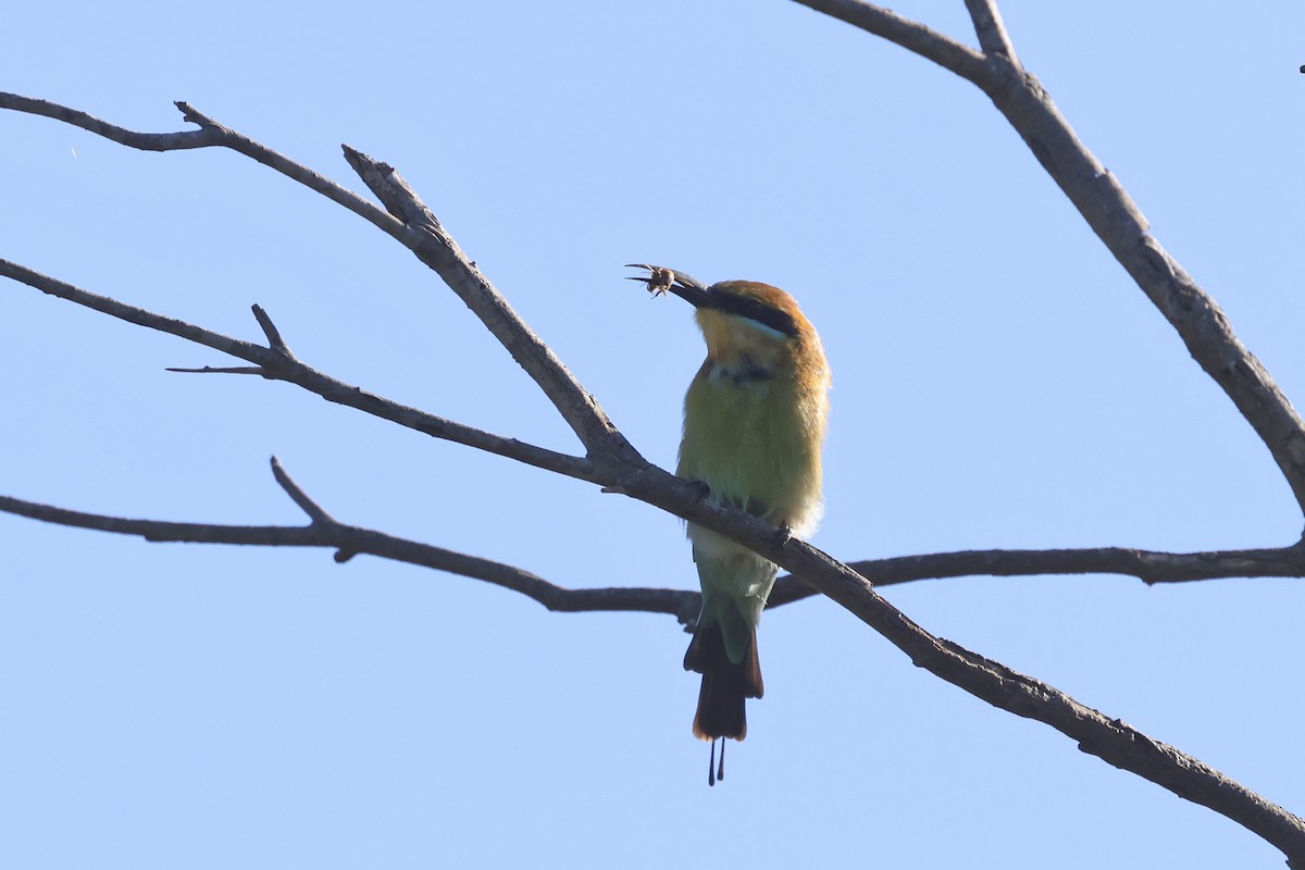 Rainbow Bee-eater - ML618838984