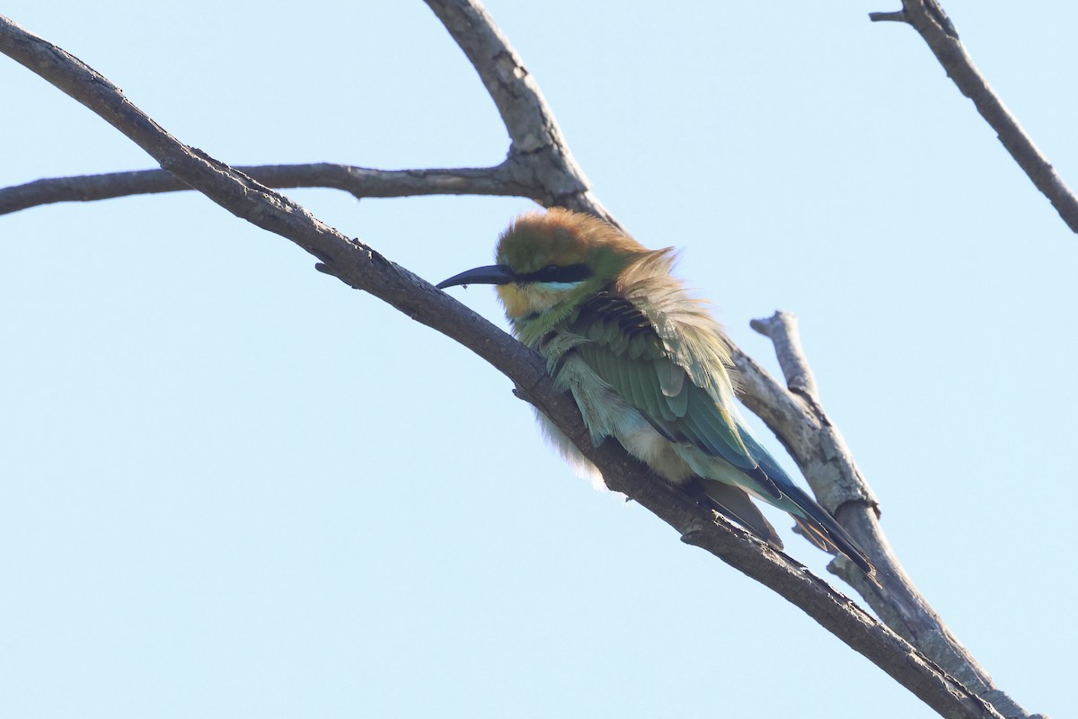 Rainbow Bee-eater - ML618838985