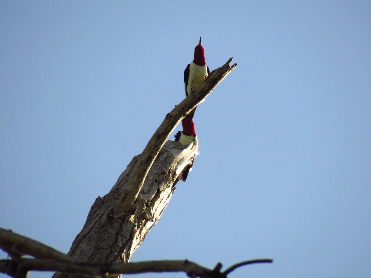 Red-headed Woodpecker - ML618839004