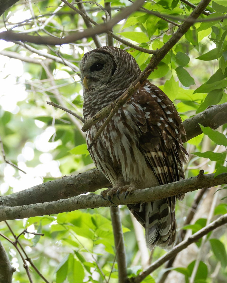 Barred Owl - ML618839061