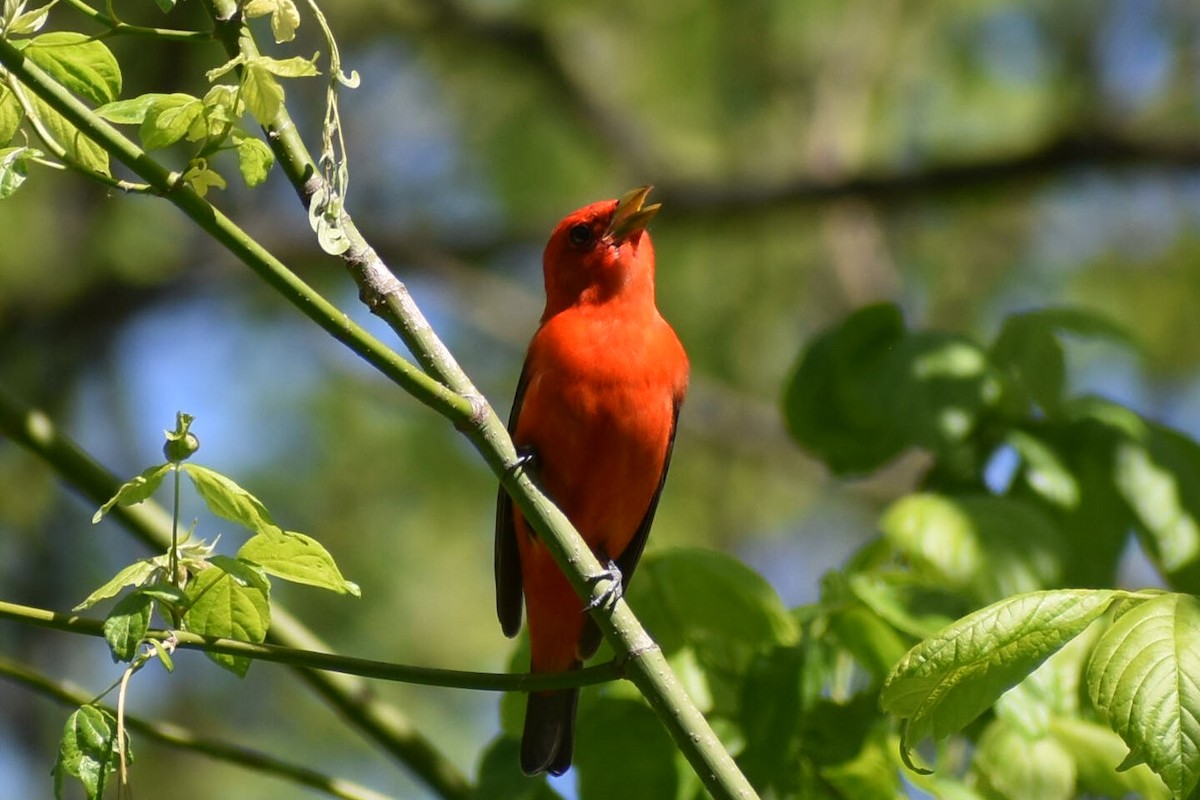 Scarlet Tanager - Chad Carroll