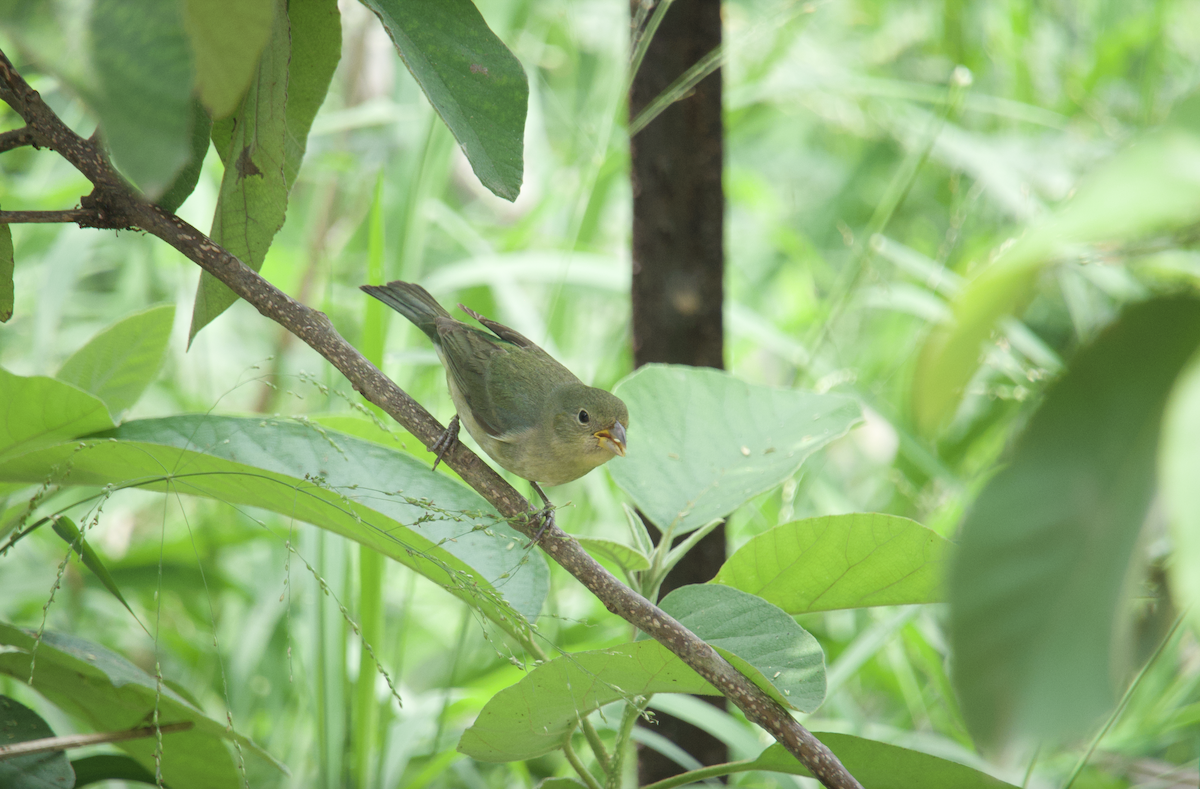 Painted Bunting - ML618839158