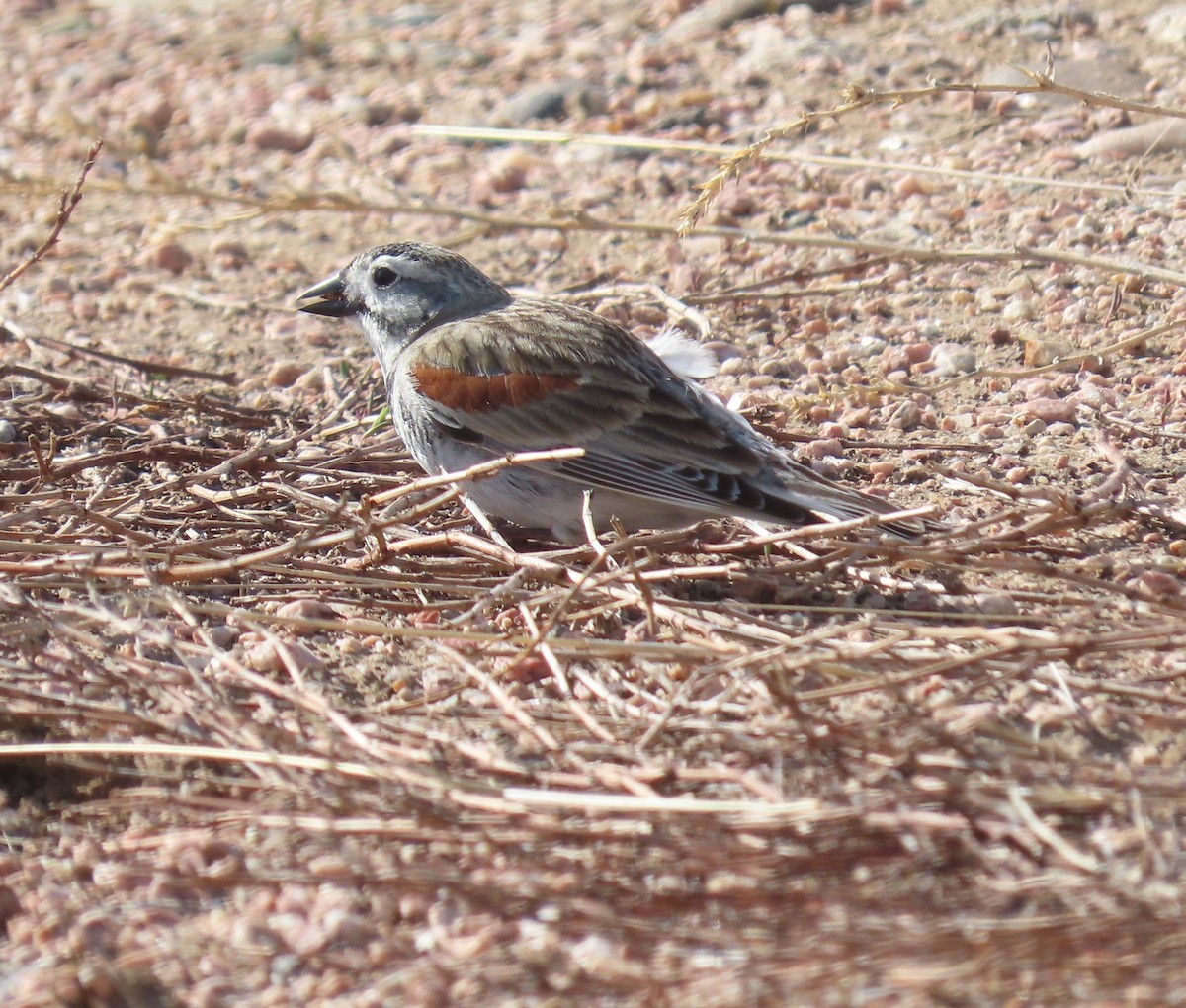 Thick-billed Longspur - Lorie Chesnut