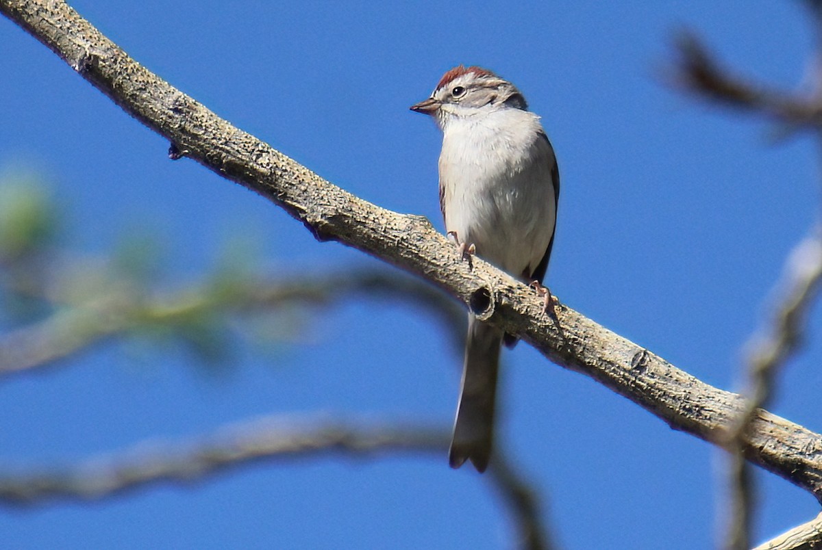 Chipping Sparrow - ML618839322