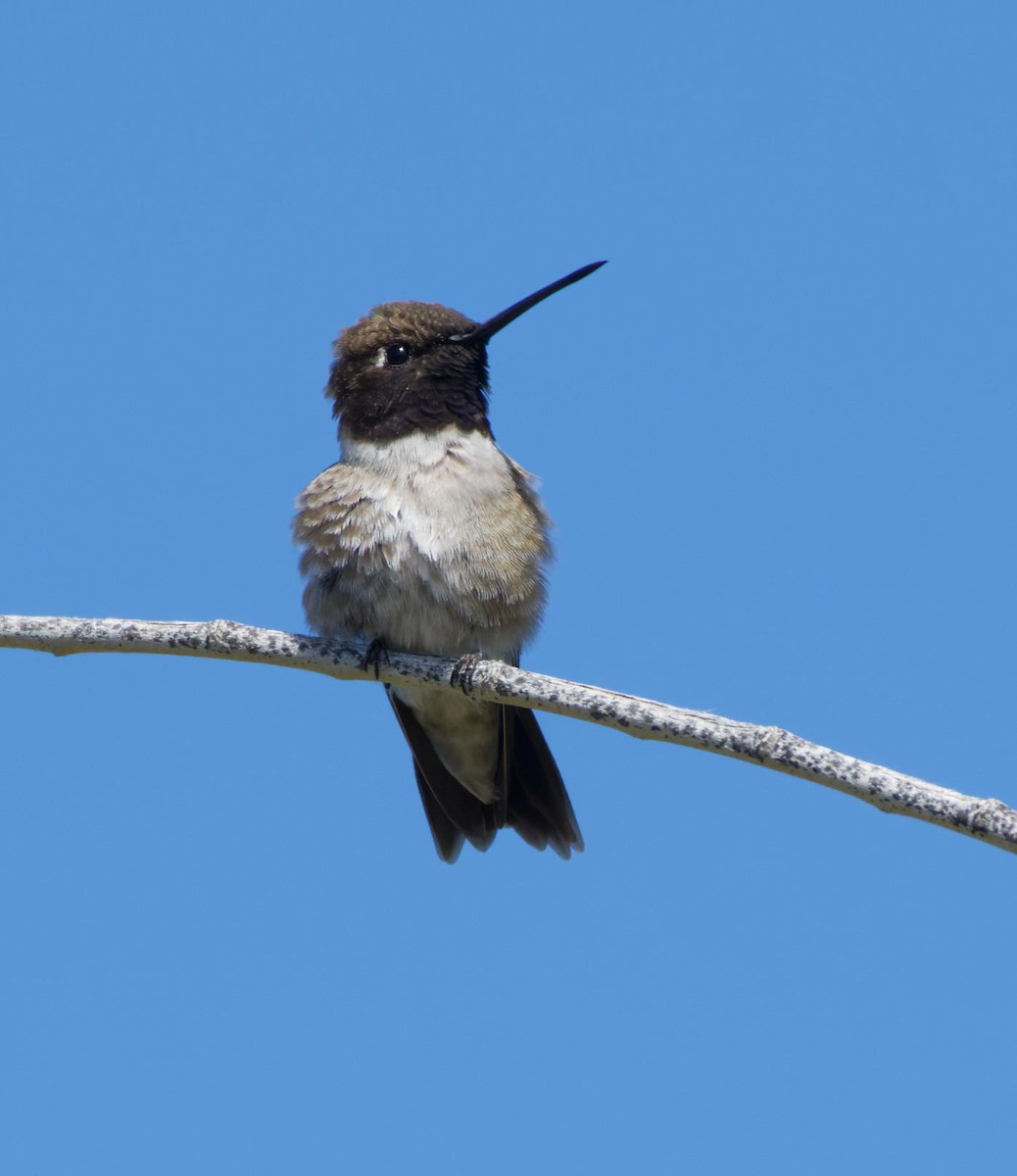 Black-chinned Hummingbird - ML618839330